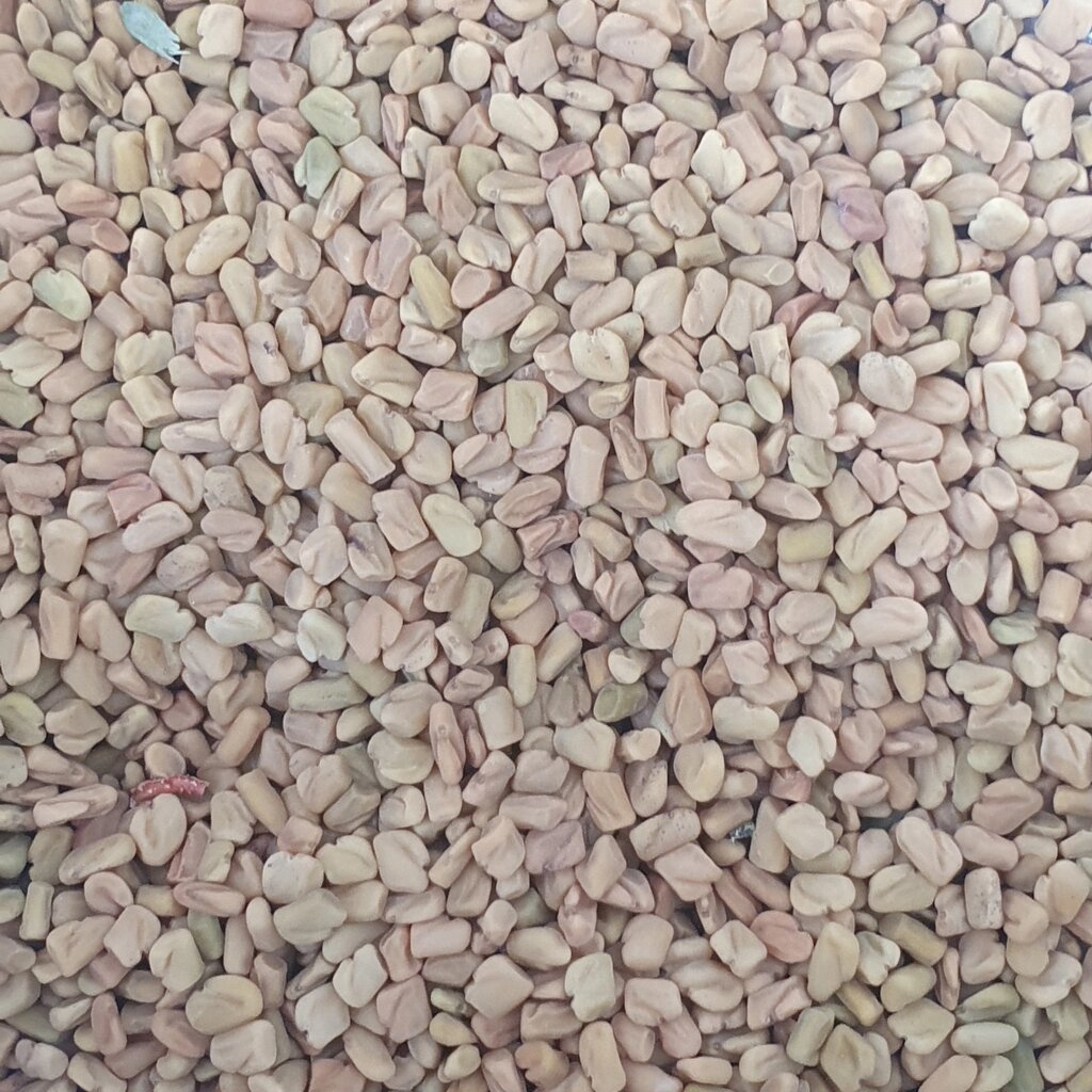 1 кг Гуньба сінна/пажитник насіння  сушене (Свіжий урожай) лат. Trigonélla foenum-graecum від компанії greencard - фото 1