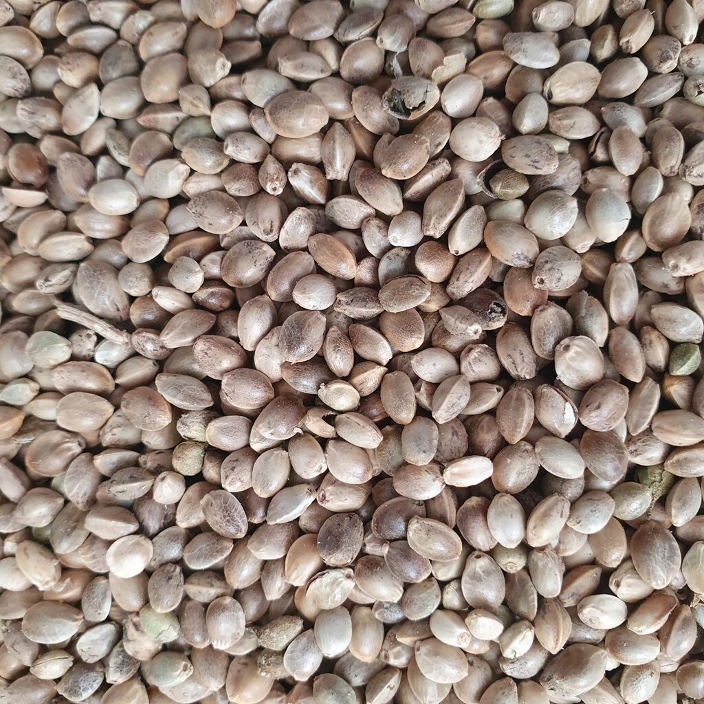 1 кг Коноплі насіння сушене (Свіжий урожай) лат. Cannabis від компанії greencard - фото 1