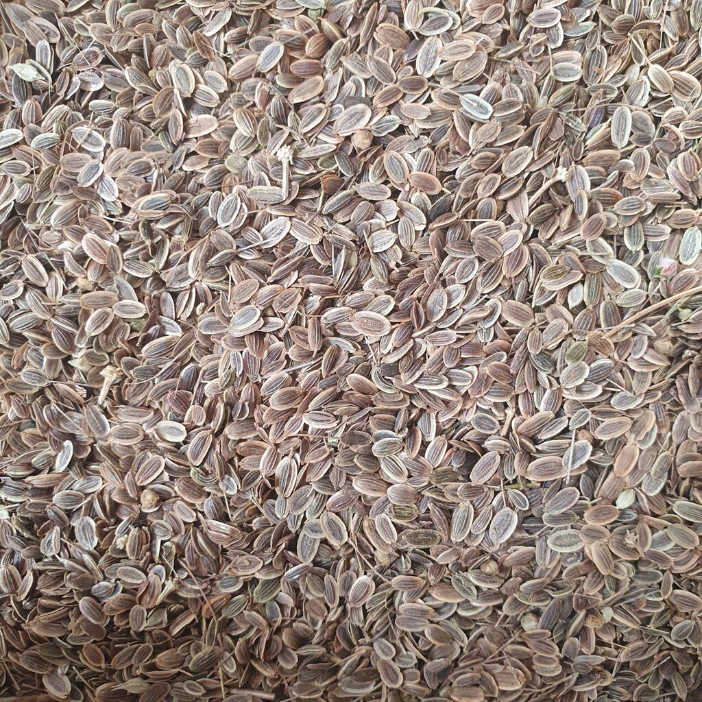 1 кг Кріп насіння сушене (Свіжий урожай) лат. Anéthum від компанії greencard - фото 1