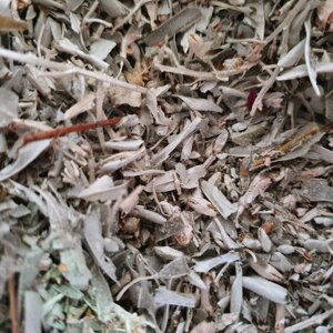 1 кг Лох сріблястий/дика маслина листя сушене (Свіжий урожай) лат. Elaeagnus commutata