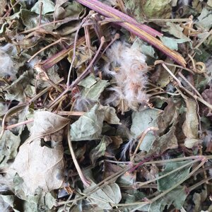 1 кг Ломонос шестипелюстковий/копиловник/клематис трава (Свіжий урожай) лат. Clematis hexapetala