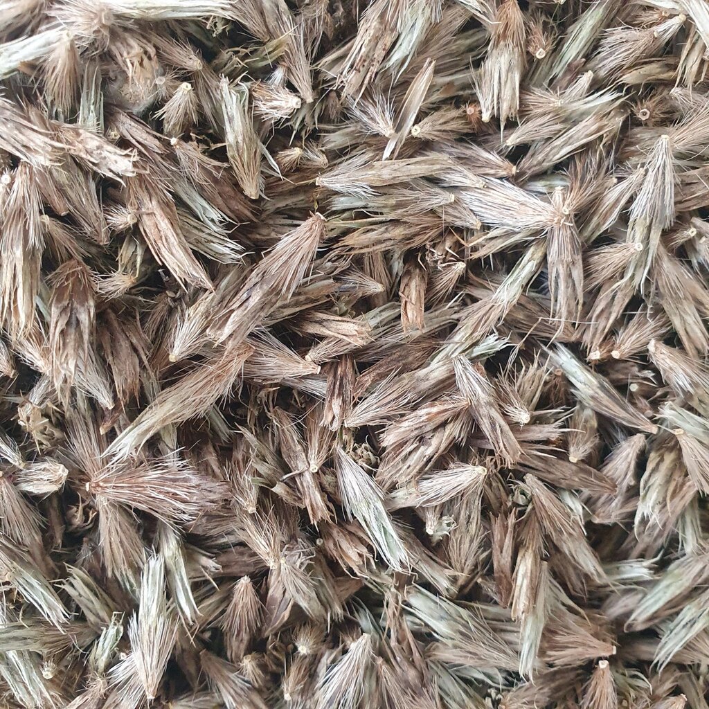 1 кг Мордовник насіння (Свіжий урожай) лат. Echínops від компанії greencard - фото 1