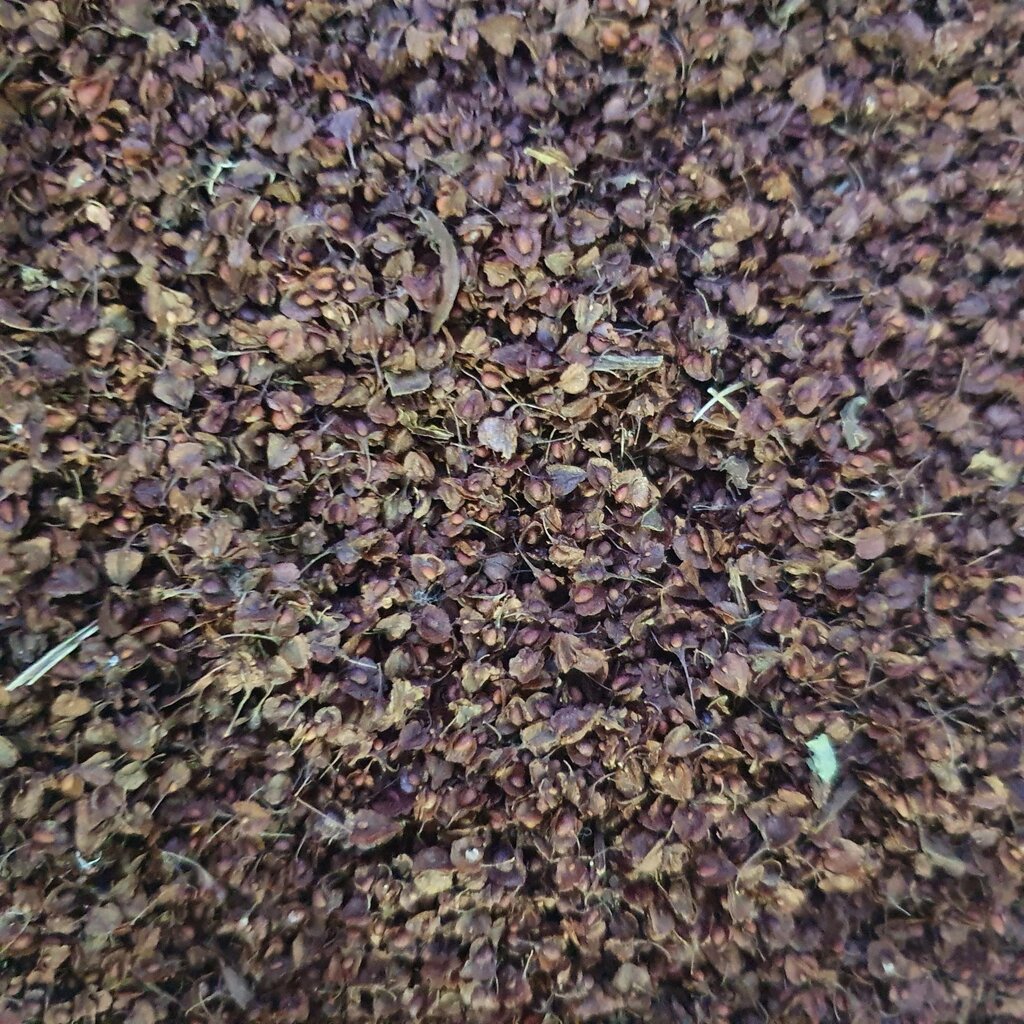 1 кг Щавель кінський насіння/цвіт сушене (Свіжий урожай) лат. Rúmex confértus від компанії greencard - фото 1