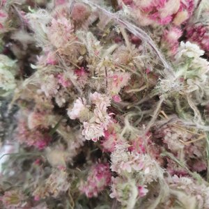 1 кг Сухоцвіт котяча лапка дводомна трава сушена (Свіжий урожай) лат. Antennária dióica