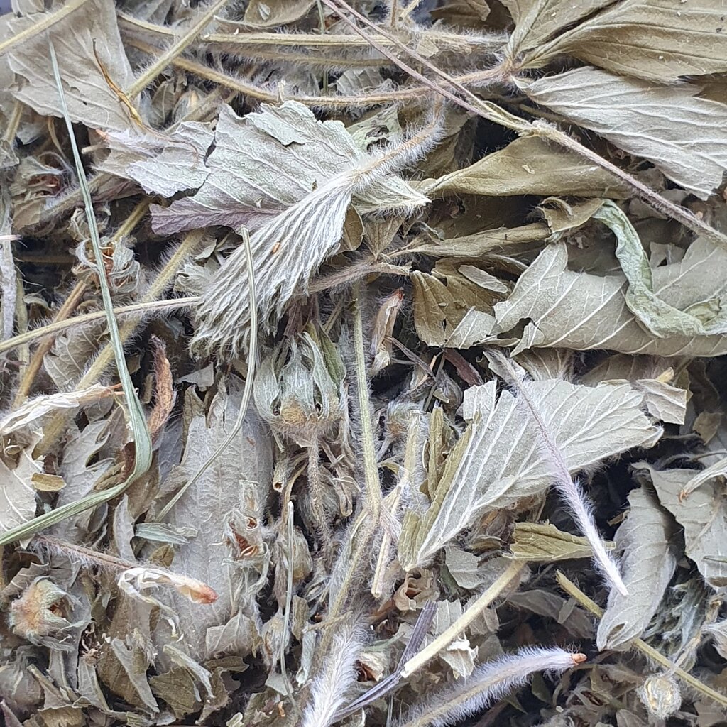 1 кг Суниця лісова лист сушений  (Свіжий урожай) лат. Fragaria vesca від компанії greencard - фото 1