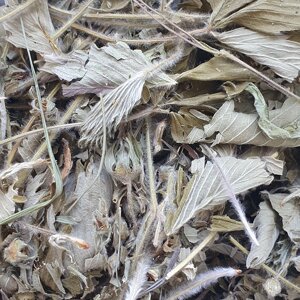1 кг Суниця лісова лист сушений (Свіжий урожай) лат. Fragaria vesca