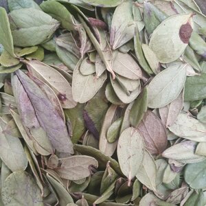 100 г брусниця листя сушене (Свіжий урожай) лат. Vaccínium vítis-idaéa