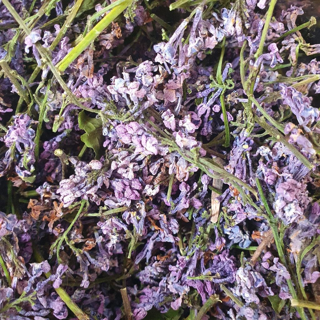 100 г бузок цвіт сушений (Свіжий урожай) лат. Syringa від компанії greencard - фото 1