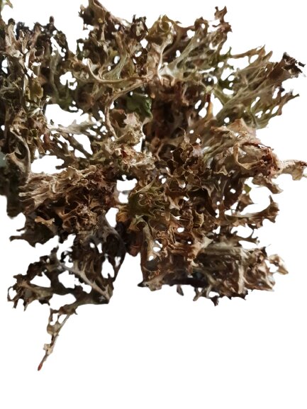 100 г цетрарія ісландська/ісландський мох сушений (Свіжий урожай) лат. Cetrária islándica від компанії greencard - фото 1