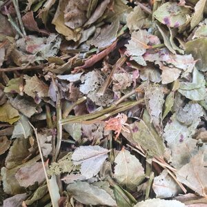100г чорниця лист сушений (Свіжий урожай) лат. Vaccínium myrtíllus