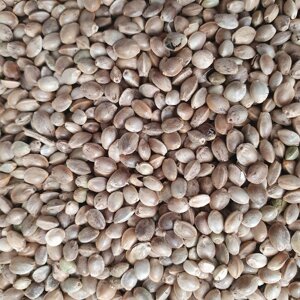 100 г коноплі насіння сушене (Свіжий урожай) лат. Cannabis