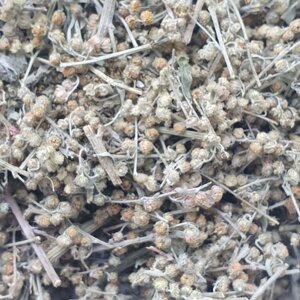 100 г полин гіркий трава сушеная (Свіжий урожай) лат. Artemísia absínthium