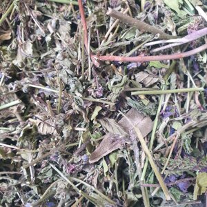 100 г вероніка лікарська трава сушена (Свіжий урожай) лат. Verónica officinalis