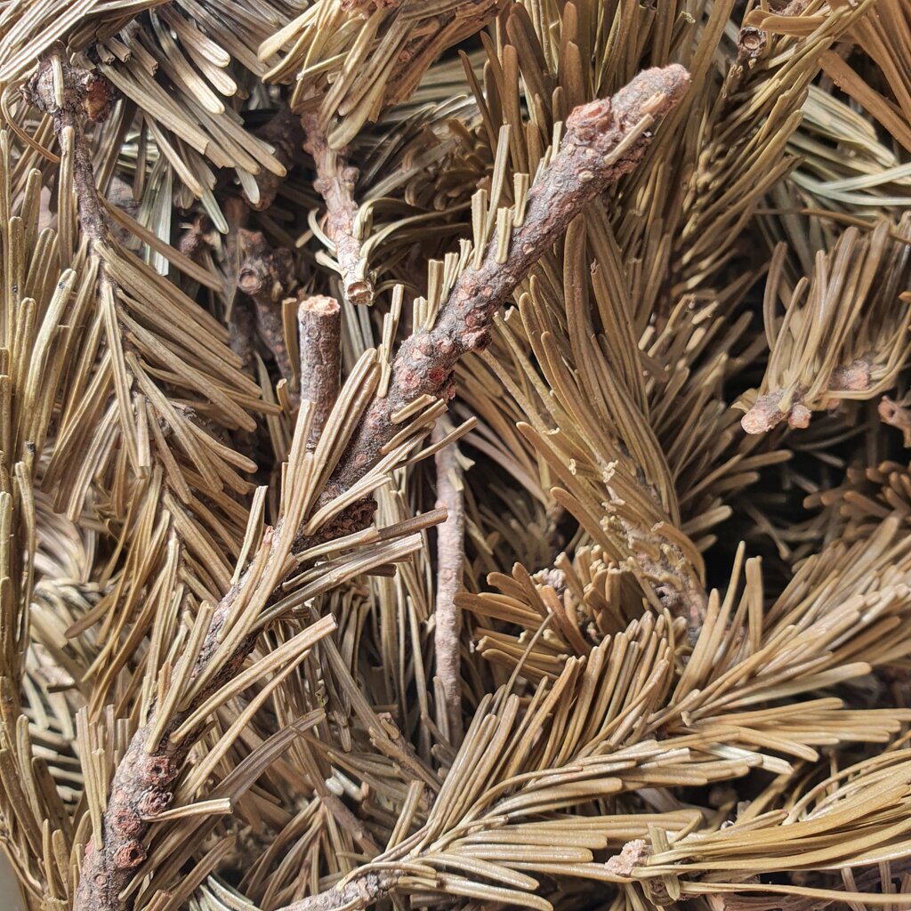 100 г ялиця голки/пагони сушені (Свіжий урожай) лат. Abies від компанії greencard - фото 1