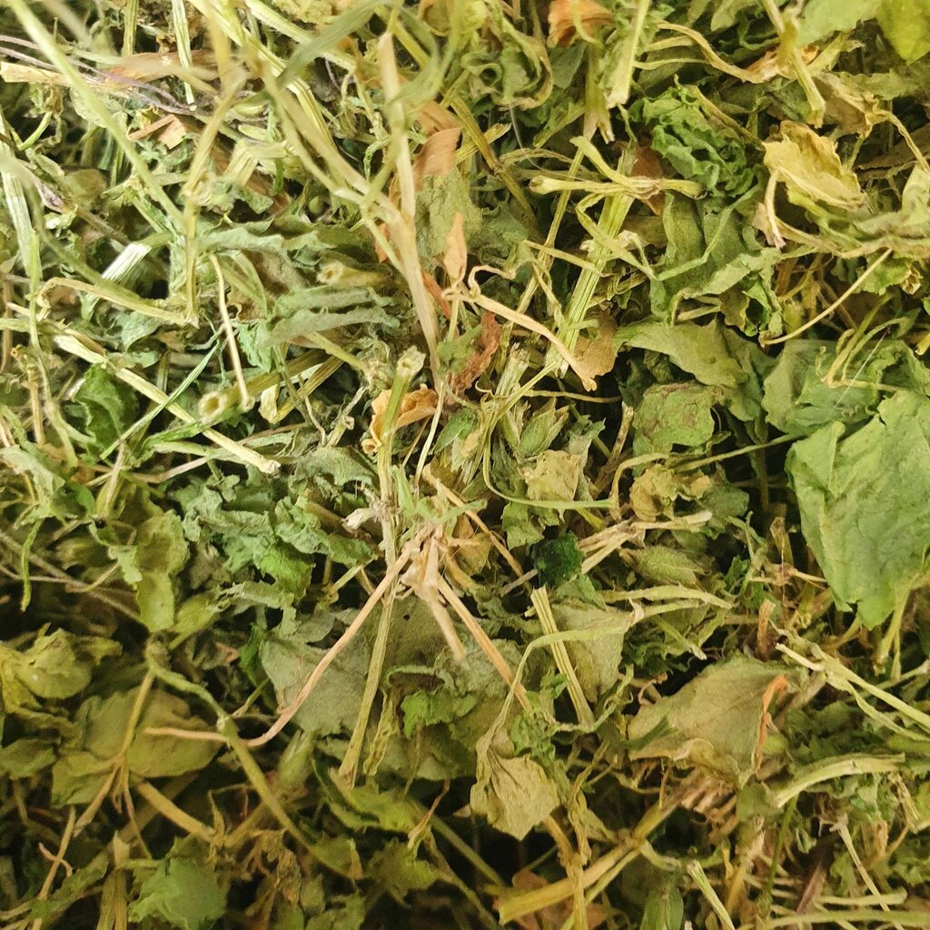 100 г зірочник середній/мокрець трава сушена (Свіжий урожай) лат. Stellária від компанії greencard - фото 1