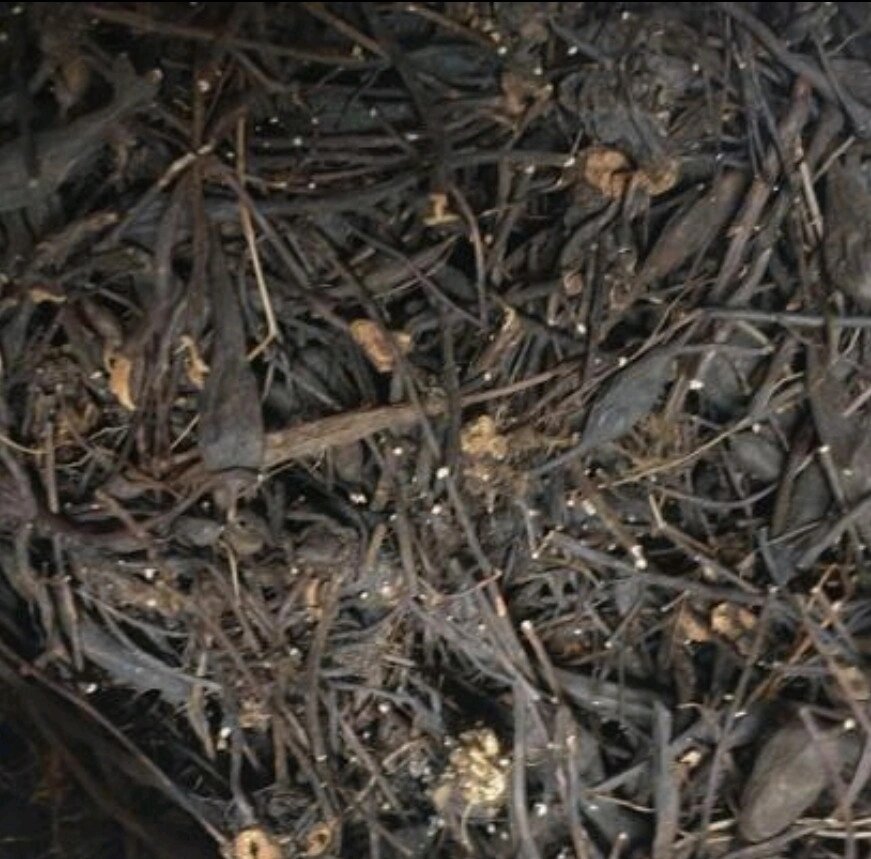 100г лабазник/таволга вязолистний коріння сушене від компанії greencard - фото 1