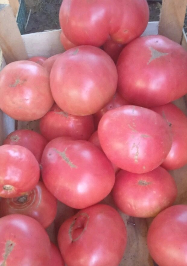 2 шт Насіння  рожевого томату Волове серце  10 грамів Код/Артикул 72 від компанії greencard - фото 1