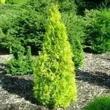 2 шт Саджанці Туя західна Янтар (Thuja occidentalis Jantar) в горшке 0,5л Код/Артикул 71 206 від компанії greencard - фото 1