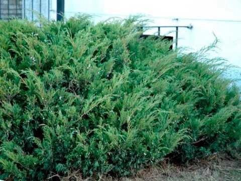 2 шт Саджанці Ялівця козацького Блю Дануб (Juniperus sabina Blue Danube) в горшку 2л Код/Артикул 71 76 від компанії greencard - фото 1