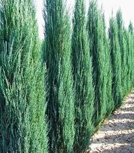 2 шт Саджанці Ялівцю скельного Блю Арроу в горшку 2л. (Juniperus scopulorum Blue Arrow) Код/Артикул 71 175