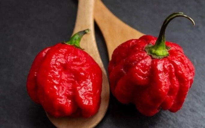 3 шт Гострий перець Кароліна Ріпер червоний (Carolina Reaper Reb) насіння 5 шт. Код/Артикул 72 від компанії greencard - фото 1