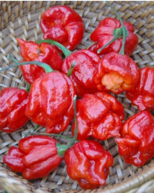 3 шт Насіння гострого перцю Trinidad Moruga Scorpion Red cordy Скорпіон 5 штук Код/Артикул 72 від компанії greencard - фото 1