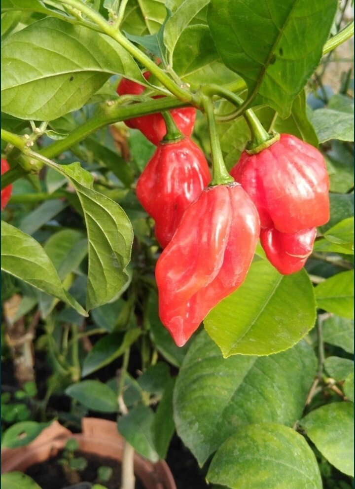 4 шт Гострий перець Аджі Хабанеро червоний (Red Habanero Pepper) насіння Код/Артикул 72 від компанії greencard - фото 1