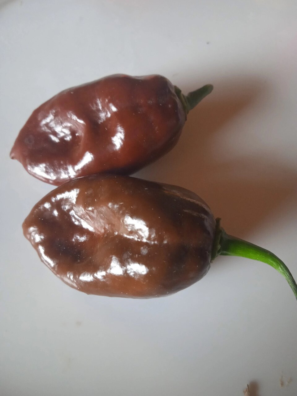 4 шт Гострий перець Хабанеро шоколадний (Chocolate Habanero Pepper) 5 штук. Насіння найгостріших перців у світі від компанії greencard - фото 1