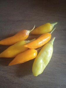 4 шт Гострий перець Aji Habanero Hot насіння 5 штук Код/Артикул 72