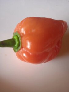 4 шт Гострий перець Хабанеро жовтий (Habanero Pepper) насіння Код/Артикул 72