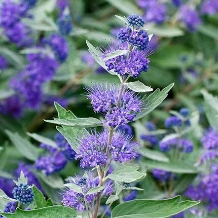 4 шт Саджанці Каріотеріса кландонського (Caryopteris clandonensis) в горшке 0,5л Код/Артикул 71 57 від компанії greencard - фото 1