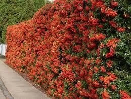 4 шт Саджанці Піраканта Оранж глоу, Pyracantha Orange glow в горшку 0,5л Код/Артикул 71 69 від компанії greencard - фото 1