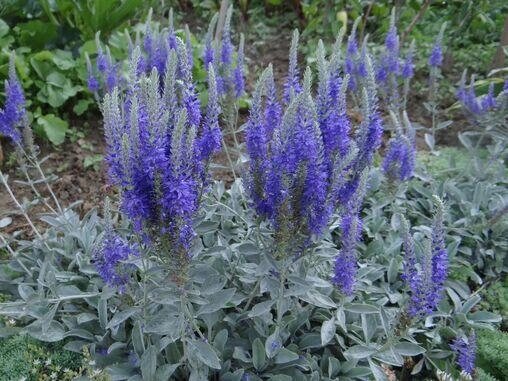 4 шт Саджанці Вероніка сива (Veronica spicata subsp. Incana) в горшку 0,5л Код/Артикул 71 118 від компанії greencard - фото 1