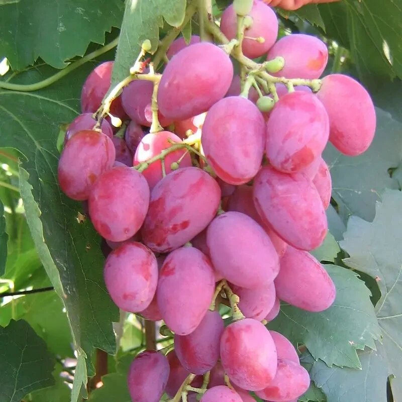 4 шт Саджанці винограду Арго - дуже раннього терміну, врожайний, соковитий у горщику 0,5л Код/Артикул 71 171 від компанії greencard - фото 1