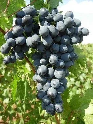 4 шт Саджанці винограду "Молдова" в горщику 0,5л Код/Артикул 71 172 від компанії greencard - фото 1