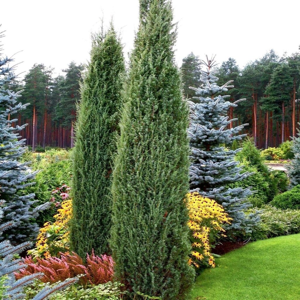 4 шт Саджанці Ялівцю звичайного Хіберника (Juniperus communis Hibernica) горшок 0,5л Код/Артикул 71 131 від компанії greencard - фото 1