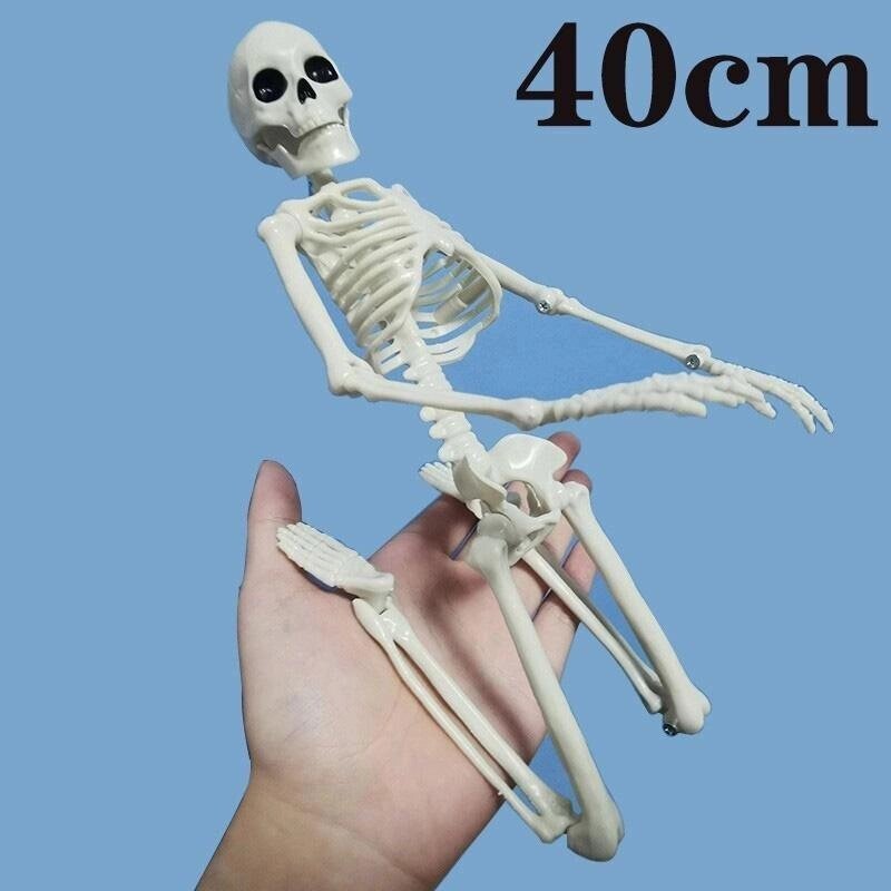 40 См активна модель людського скелета, медичне навчання, анатомія, модель скелета, прикраса Хеллоуїна від компанії greencard - фото 1