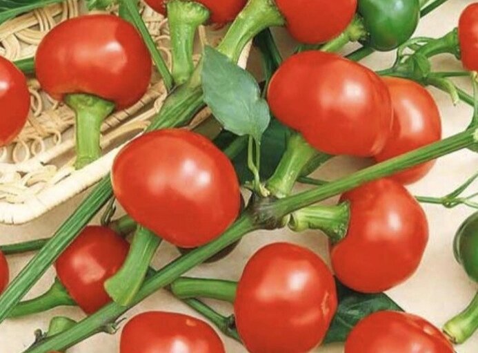 5 шт Гострий перець Червона вишня (Red Cherry Chili Pepper) насіння 5 штук Код/Артикул 72 від компанії greencard - фото 1