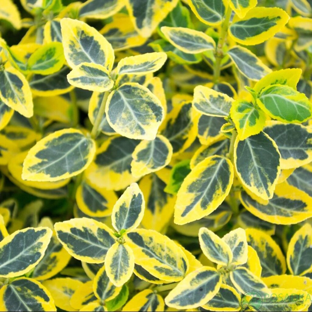 5 шт Саджанці Бересклета Форчуна Емеральд Голд (Euonymus fortunei Emerald 'n' Gold) горшок 0,5л Код/Артикул 71 129 від компанії greencard - фото 1