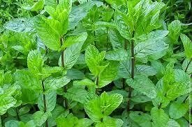 5 шт Саджанці (Кореневище) М'яти перцевої ряболистої (Mentha piperita Variegata) Р9 Код/Артикул 71 149 від компанії greencard - фото 1