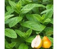 5 шт Саджанці М'яти грушевої "Дюшес" (Mentha Pyrus) в горшку 0,5л Код/Артикул 71 150 від компанії greencard - фото 1