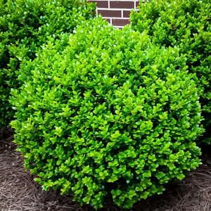 5 шт Саджанець Самшит вічнозелений (Buxus sempervirens) в горшку 0,5л Код/Артикул 71 58