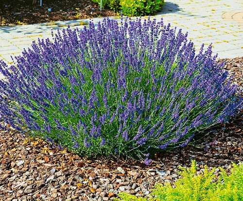 6 шт Саджанці Лаванди вузьколистої в горщику 0,5л (Lavandula angustifolia) Код/Артикул 71 38 від компанії greencard - фото 1