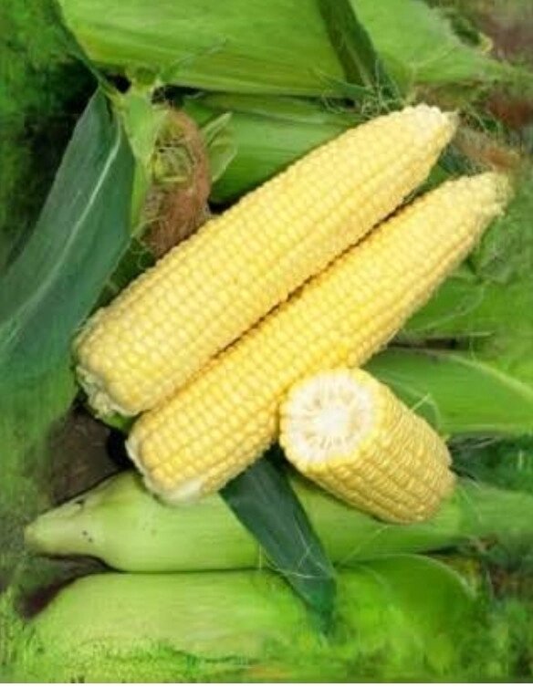 Насіння цукрової кукурудзи Добриня 50 грамів Код/Артикул 72 від компанії greencard - фото 1