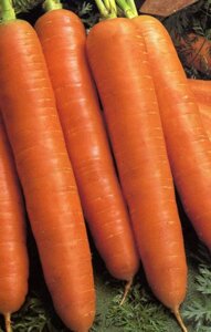 4 шт Насіння моркви "Королева Осіні" 50 грамів Код/Артикул 72