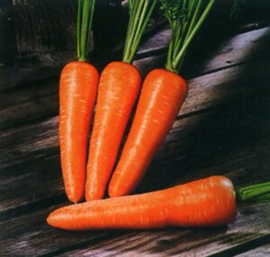 2 шт Семена морковки "Забарвлення" 5 грамм Код/Артикул 72