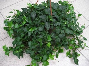 5 шт Саджанці плюща звичайного (Hedera helix) відводки Код, Артикул 71 28