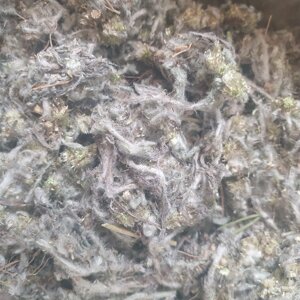 1 кг Сухоцвіт болотний/сушениця трава сушена (Свіжий урожай) лат. Gnaphálium uliginósum