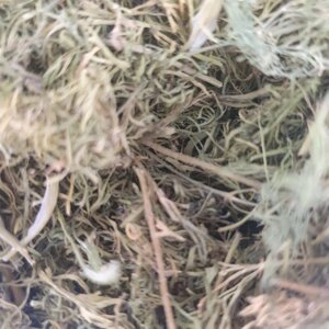 1 кг Кріп трава сушена (Свіжий урожай) лат. Anéthum