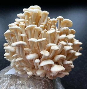 Міцелій грибів Енокі Фламуліна, Зимовий опеньок 1кг Код/Артикул 68
